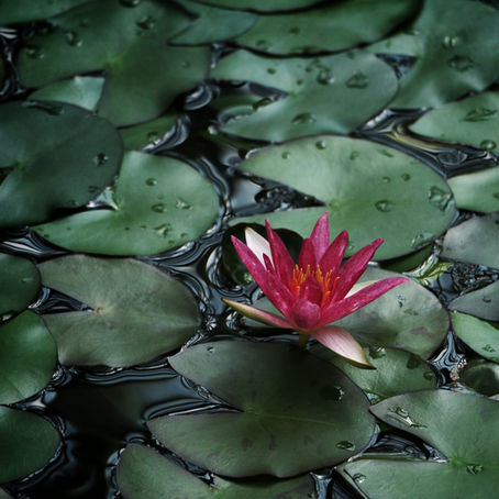 lotus flower in pond