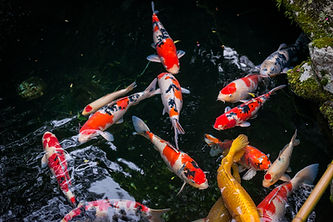 Koi pond in japan
