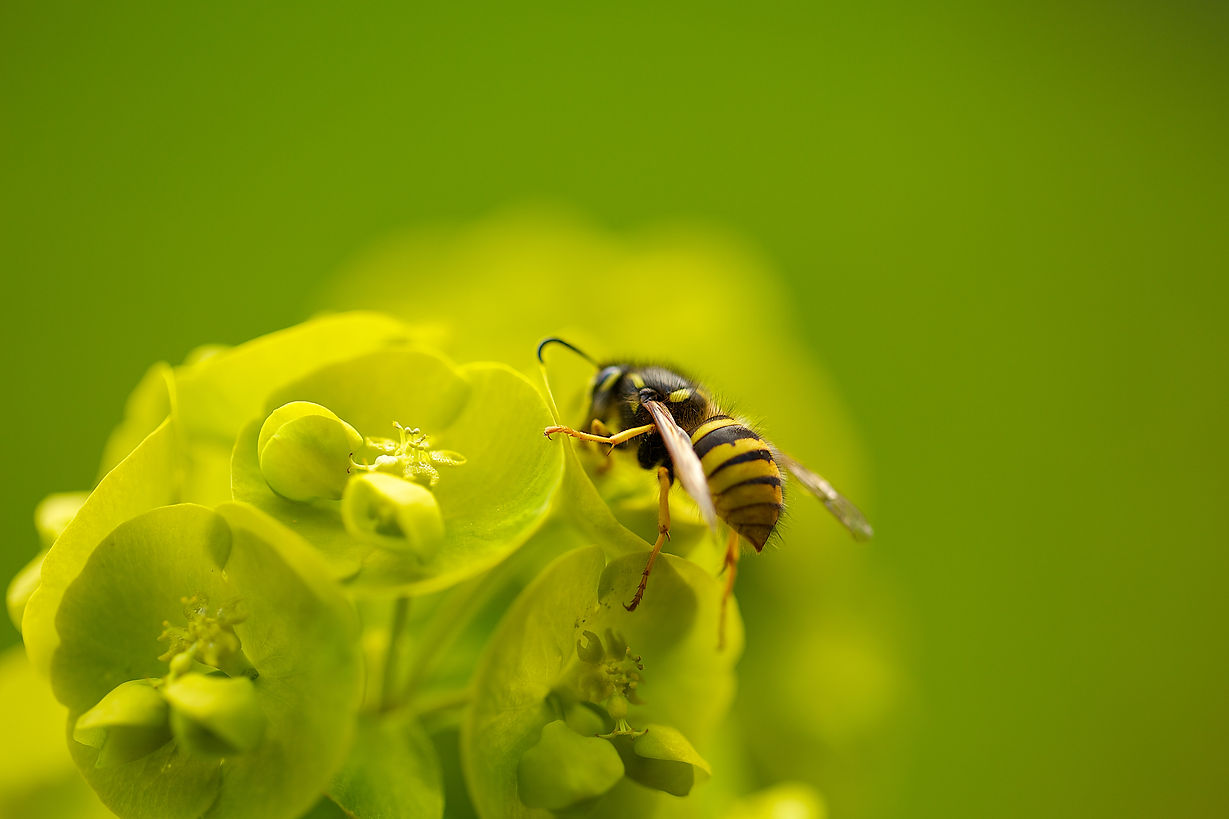 A macro photograph of a wasp