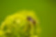 close-up image of wasp and a plant
