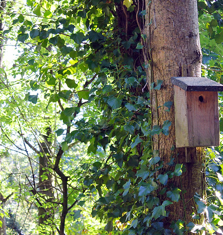 A wooden bird's nest on tree