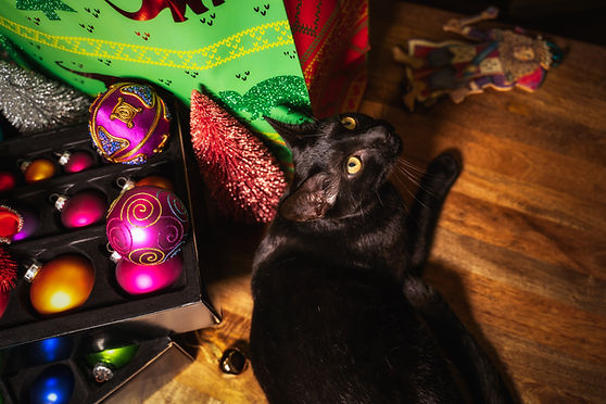 Black Cat and Ornaments