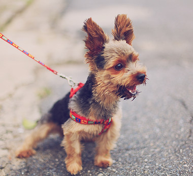 Small Dog Outdoors
