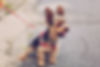 Small Terrier