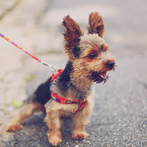 Dog outside with a harness on and on a lead
