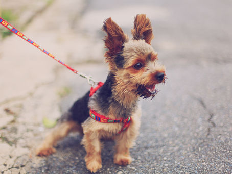"From Mess to Success: Mastering Potty Training for Your New Pup!"