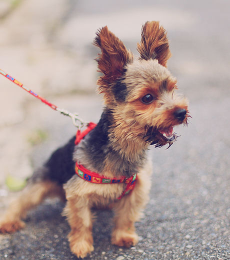 Small Terrier