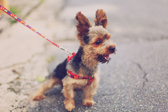 Small Dog Outdoors