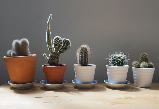 Succulents