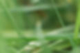 Close-Up Grass Blades