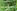 Green Leaves