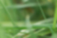 Green Leaves