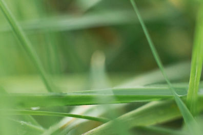 Close-Up Grass Blades