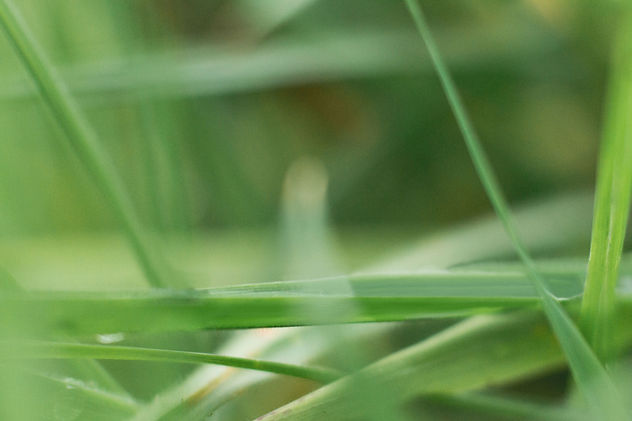 Green Leaves