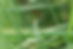 Close-Up Grass Blades