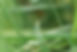 Green Leaves