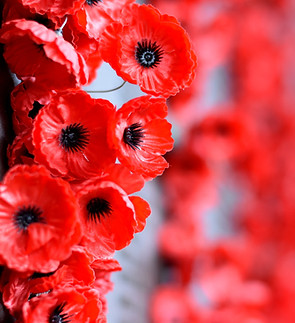 Memorial Poppies
