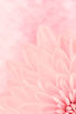 Flor Rosa Primer Plano