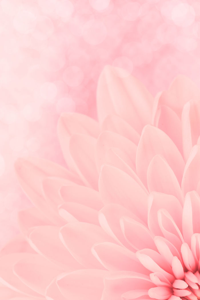 Розовый цветок кр упным планом