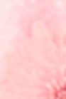 Close de uma flor rosa