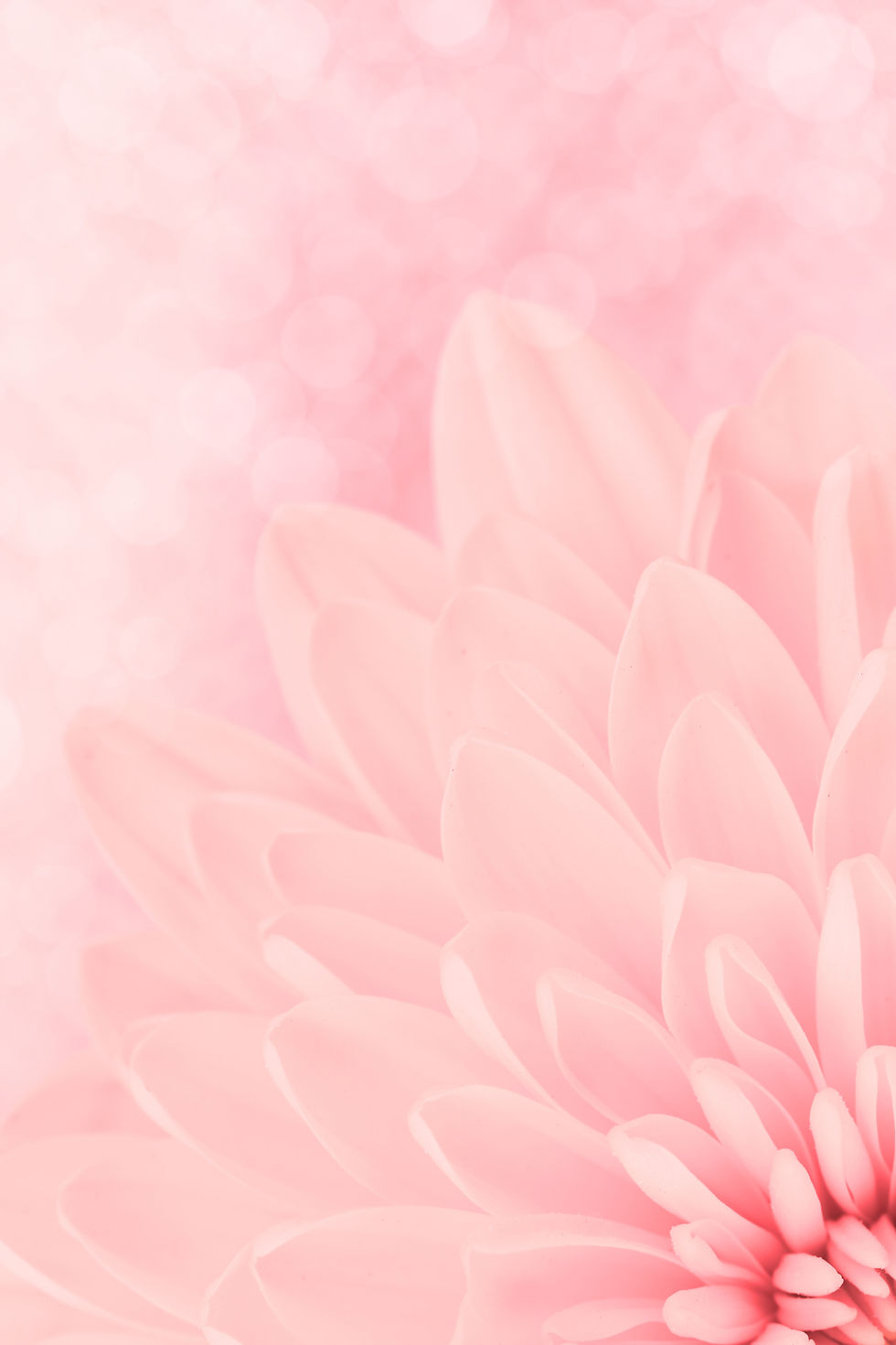 Pink Flower Closeup
