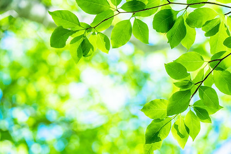 新緑エコイメージ