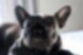 Black Pug