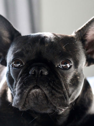 What You Need to Know About BOAS  and Brachycephalic Corrective Surgical Procedures for Your Pet