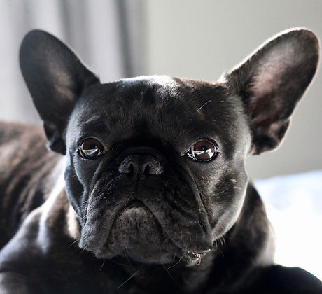 Cute Pug