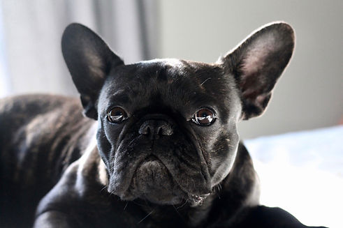 Cute Pug