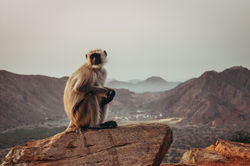 Langur