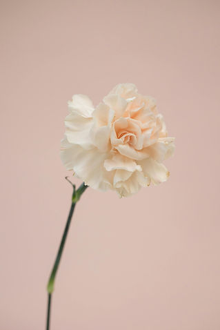 Peach Carnation Flower