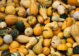 Variety Of Gourds