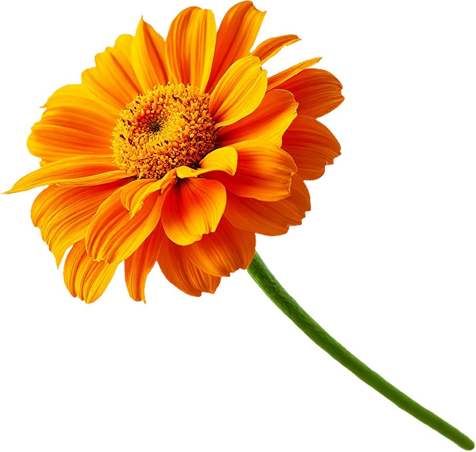 Orange Flower Close-Up