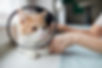 首輪をつけた猫