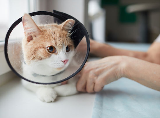 首輪をつけた猫