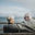 Writer: Pensions Pathfinder