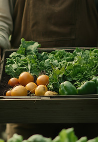 Fresh Vegetable Harvest