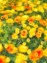 Fleurs jaune vif