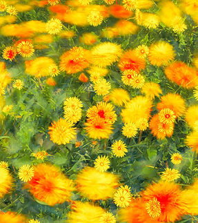 flores amarillas borrosas