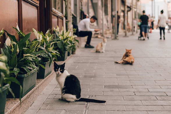 Chats et humains