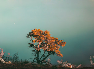Tree on Cliff