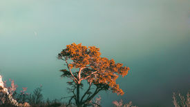 Time… Trees.. Your Physical Health and Physical Therapy