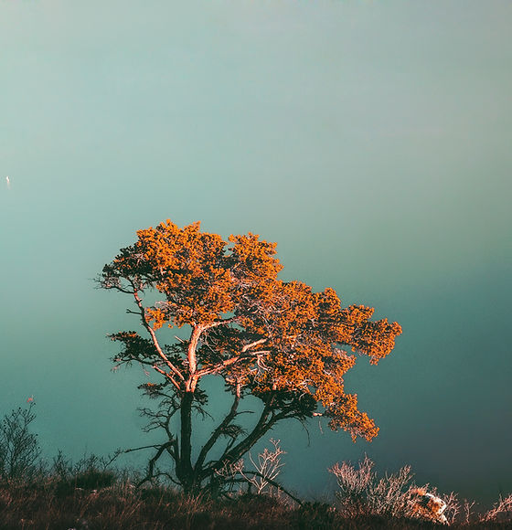 Lone Autumn Tree