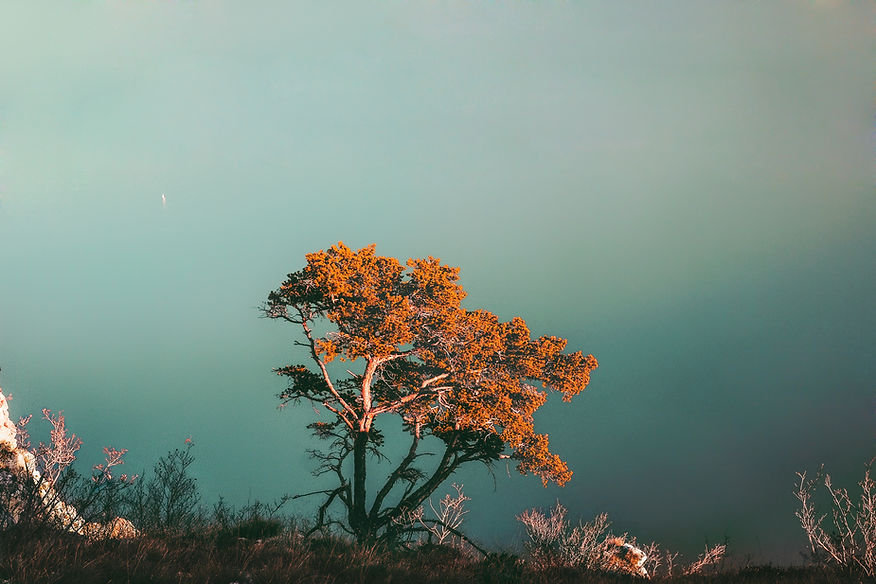 Tree on Cliff