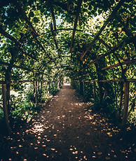 Tunnel aus Pflanzen