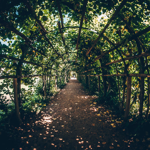 Die Kraft der Natur: Mein Weg zu mehr Wohlbefinden mit Vitalpilzen & Biohacking