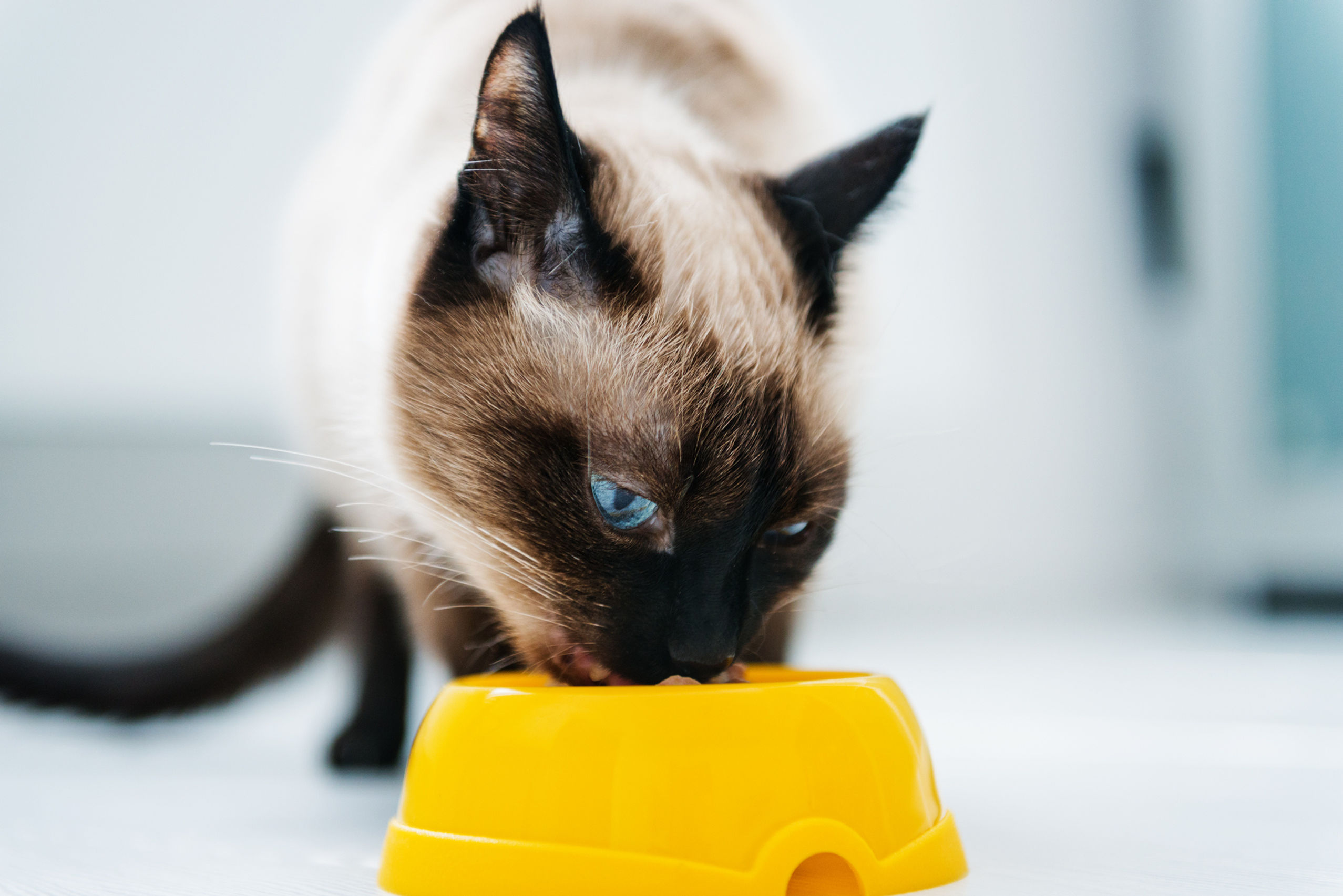 a cat eating from a bowl