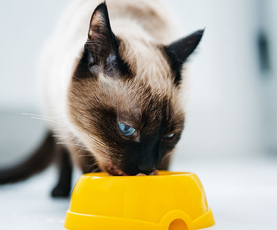 Cat Eating Food
