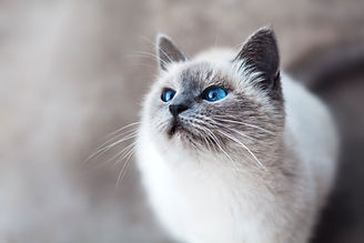 Chat siamois curieux